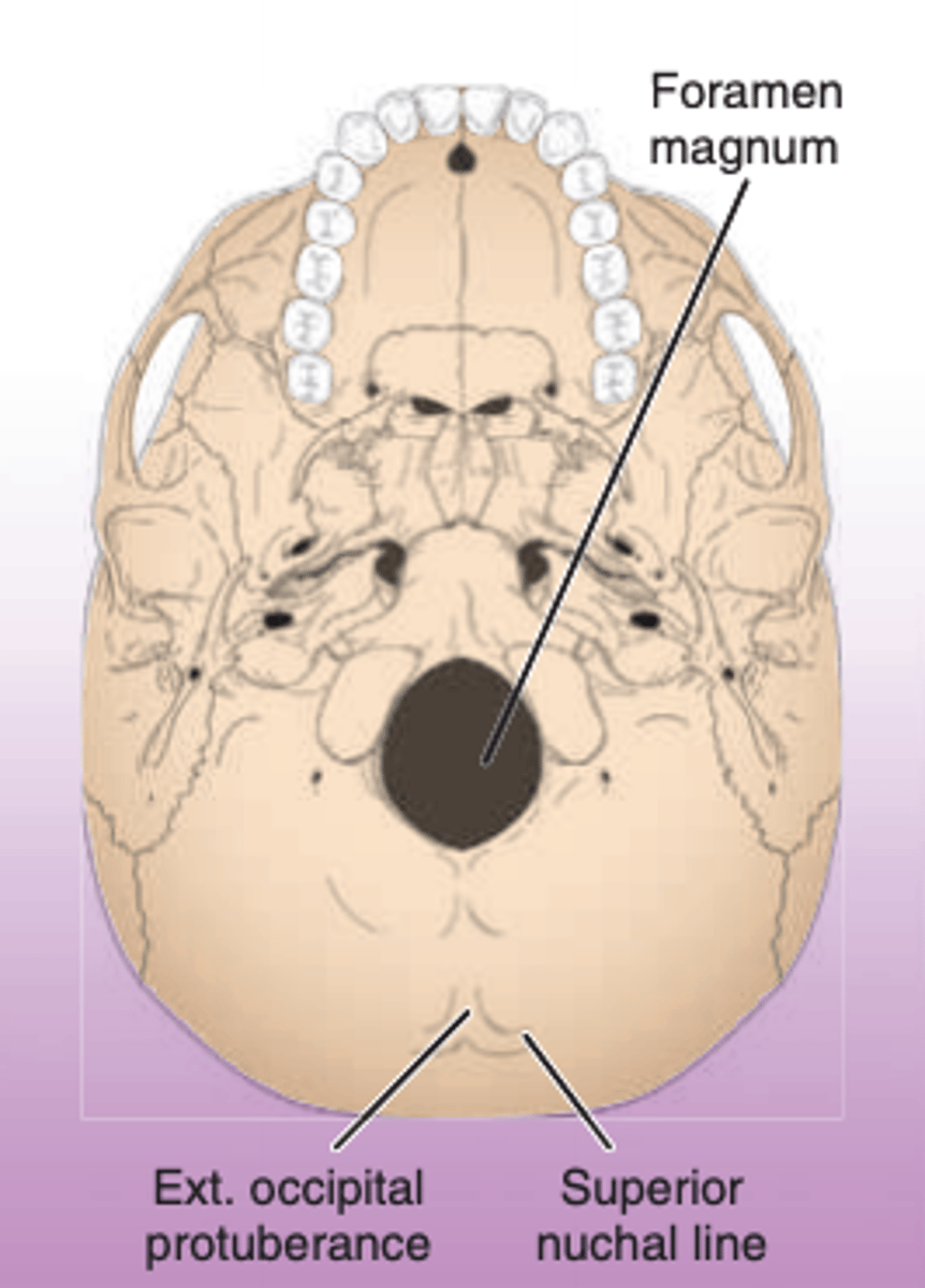 <p>a large foramen at the BASE OF THE SKULL near the ANTERIOR ASPECT of the occipital bone through which the SPINAL CORD enters the cranium</p>