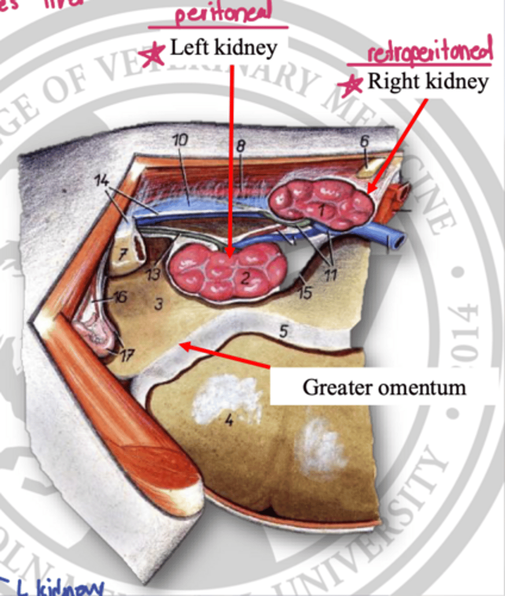 <p>the R kidney is considered a retroperitoneal organ but due to the mobile and pendulous nature of the L kidney it is considered a _____ and covered in mesonephros</p>