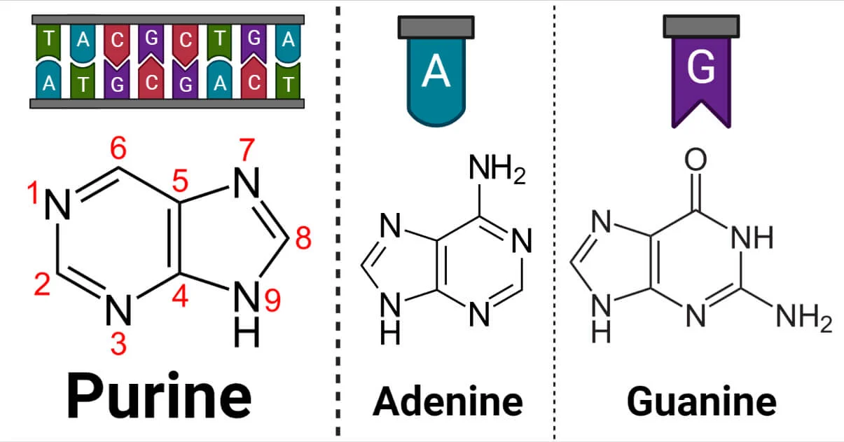 <p>adenine and guanine</p><p>2 ringed nitrogenous base</p>