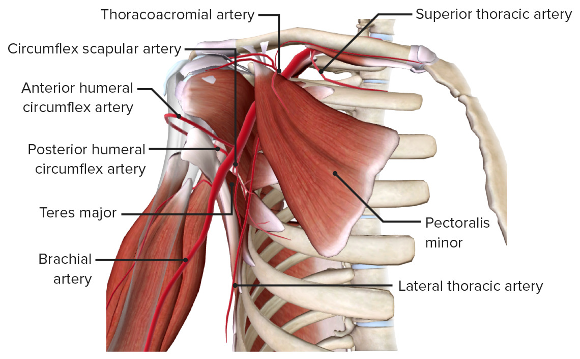 <p>axilla anterior wall is comprised of these muscles </p>