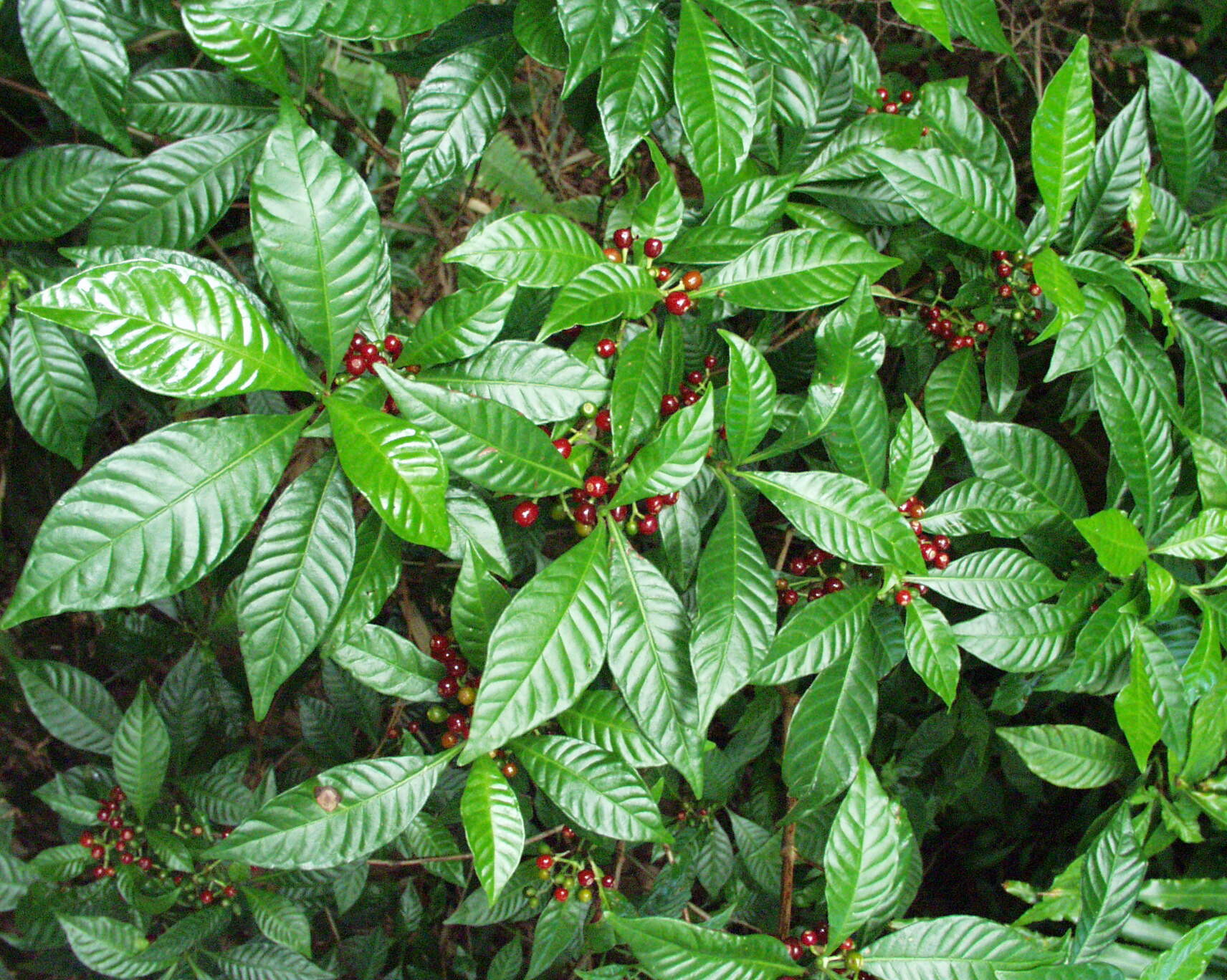 <p>Wild Coffee</p>