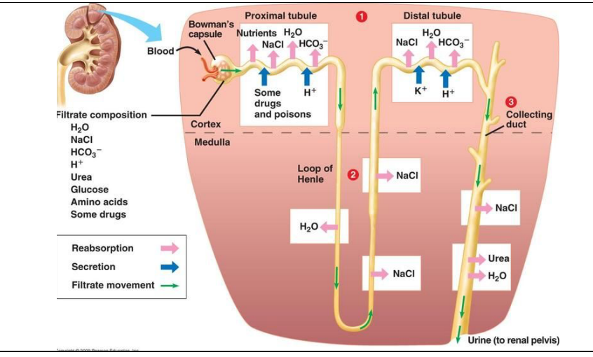 <ul><li><p>opportunity for body to reabsorb salt and water through osmosis</p></li><li><p>increases concentration of filtrate → now urine </p></li><li><p>environmental and what you consume: dehydration, hot temps</p></li><li><p>collecting duct can change permeability regulated by ADH</p></li><li><p>reabsorption of salt, water, urea</p></li></ul><p></p>