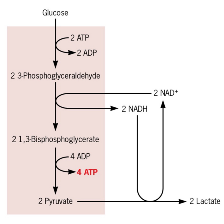<ul><li><p>Produces energy during glycolysis</p></li><li><p>uses organic molecules</p></li><li><p>Regenerates NAD+</p></li><li><p>does not require oxygen, does not use the TCA cycle or electron transport chain</p></li></ul><p></p>