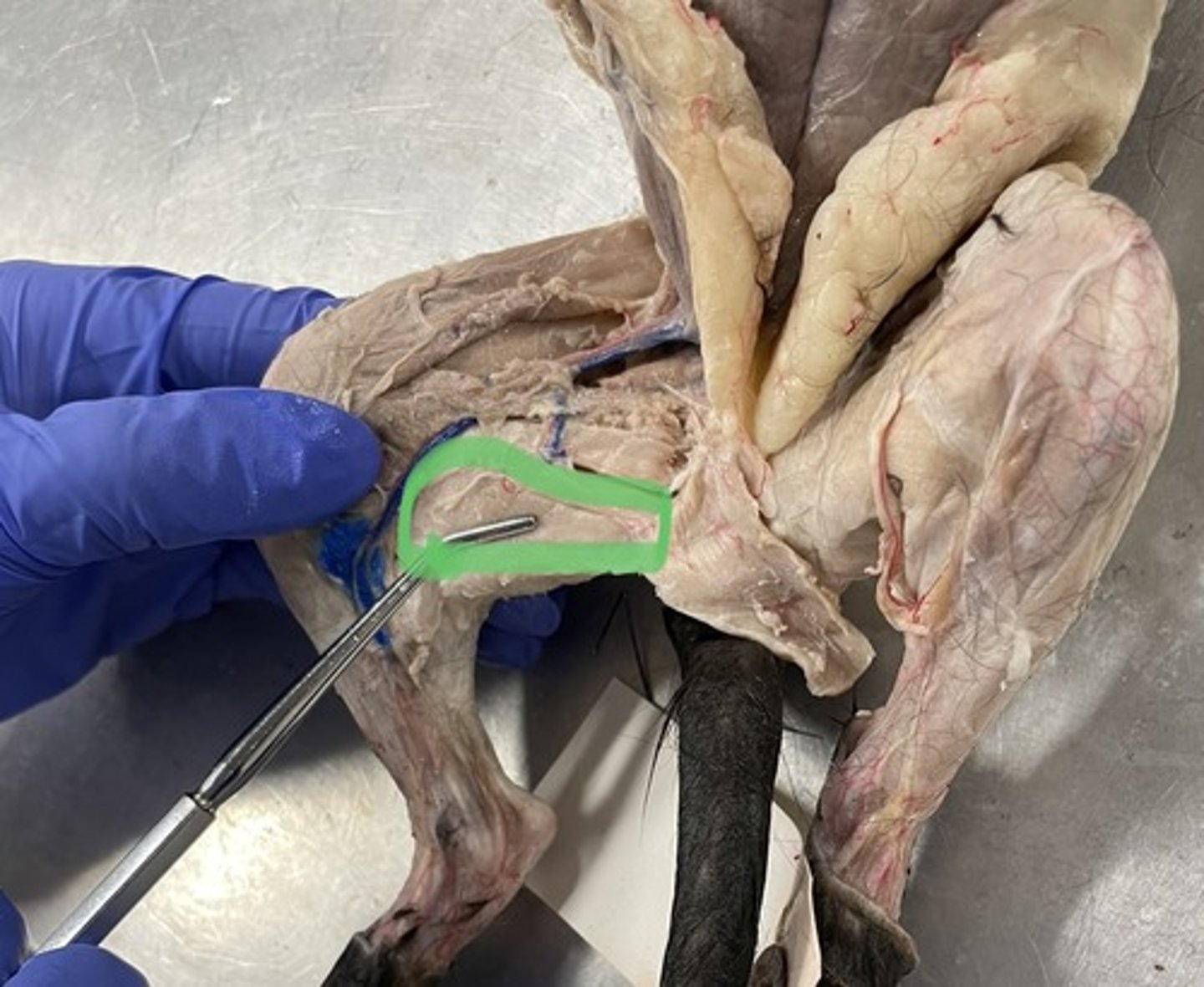 <p>O: pubis; ischial tuberosity of ischium</p><p>I: femur</p><p>A:adduct hip</p>