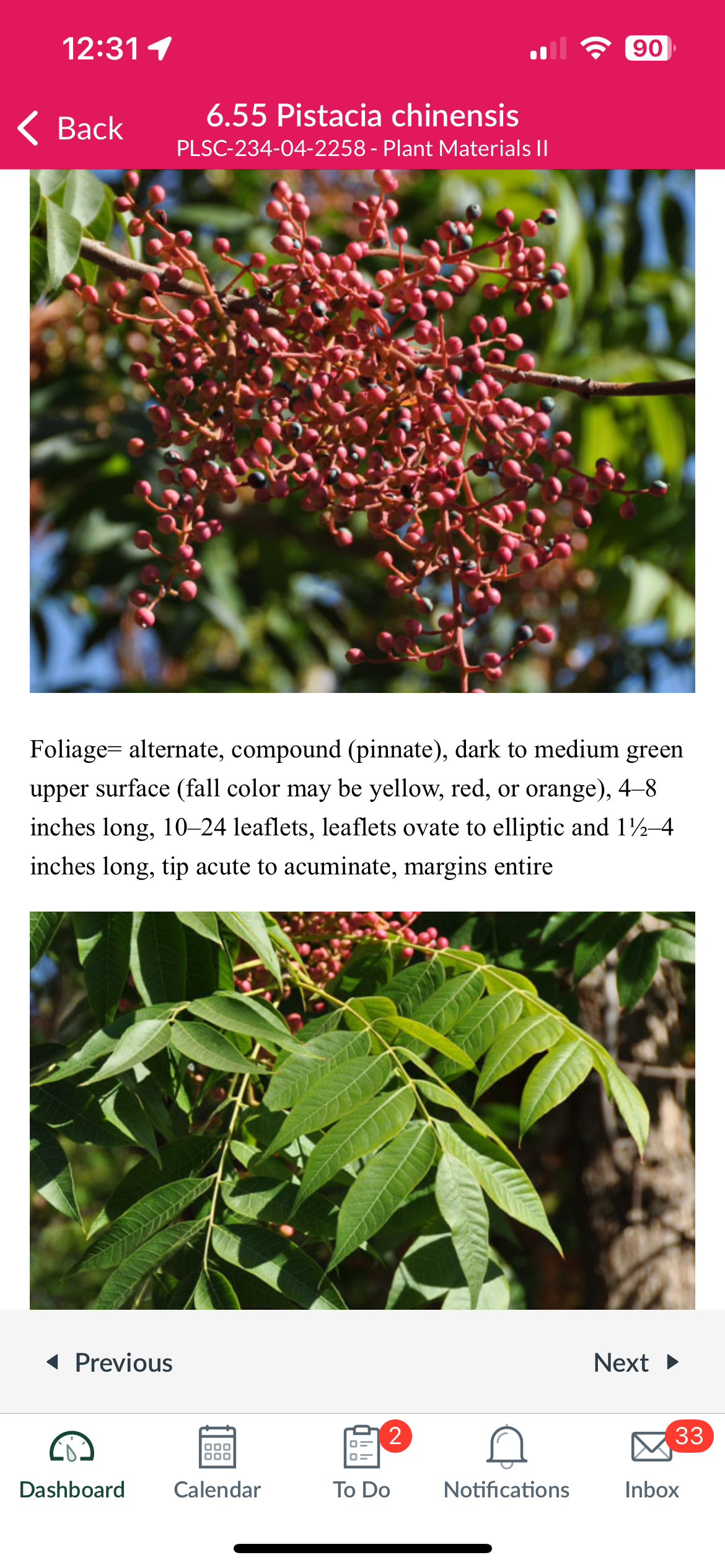 <p>Chinese pistache</p>