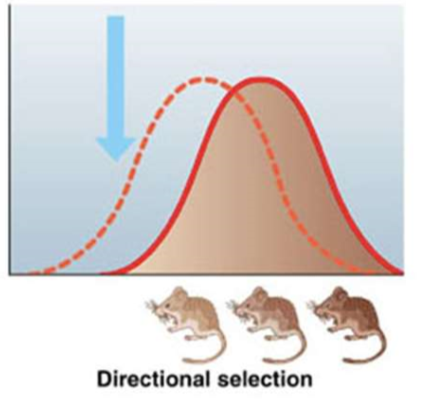 <p>favors individuals near one end of the phenotypic spectrum </p>