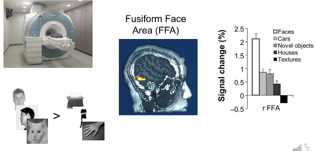 <p><span>study using fMRI machine, observed where the blood flow increases when processing faces</span></p><p><span>ii)</span><span style="font-family: Times New Roman">&nbsp;&nbsp;&nbsp;&nbsp; </span><span>showed participants bunch of faces (not just human faces)</span></p><p>RESULTS:</p><ul><li><p><span>one brain region—</span><strong><span>Fusiform Face Area (FFA)—</span></strong><span> is more involved in face processing</span></p></li><li><p><span>more activation in the right hemisphere than in the left hemisphere</span></p></li><li><p><span>percent signal change in FFA (blood flow change) was highest in faces compared to cars, houses, textures, etc</span></p></li></ul>
