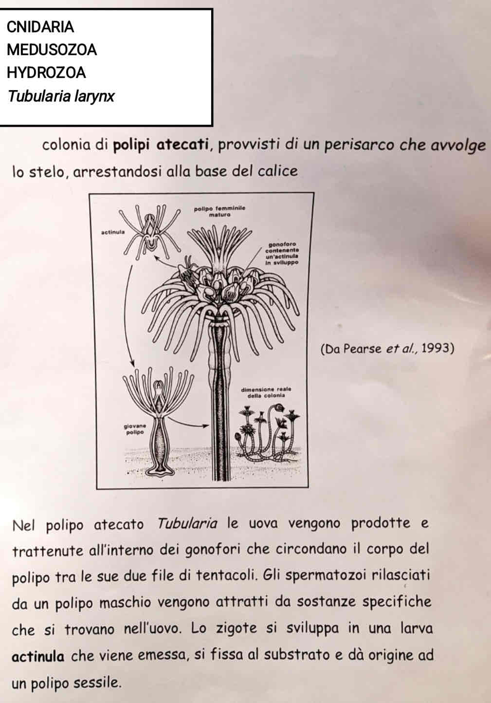 <p>Medusozoa</p><p>Hydrozoa</p><p><em>Tubularia larynx</em></p>