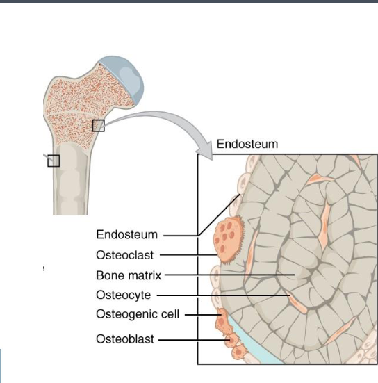 <p>Endosteum</p>