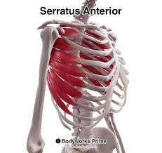 <p>Serratus Anterior </p>