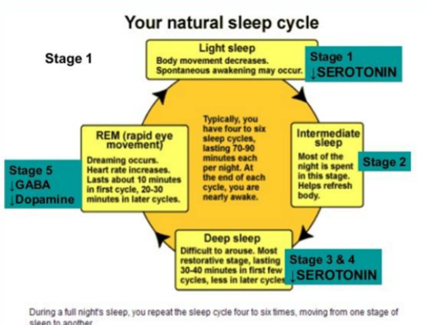 <p>- Rapid eye movement</p><p>- Muscle paralysis</p><p>- Dreaming</p><p>- Brain is MORE active</p>