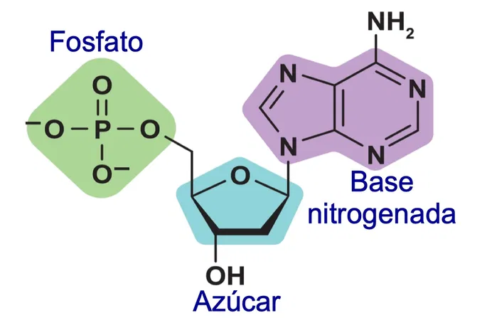 <p></p><p class="MsoNormal"><span>El ADN es una compleja molécula conformada por <strong>2 cadenas antiparalelas de POLINUCLEÓTIDOS</strong>. </span></p><p class="MsoNormal"><span>Los nucleótidos son sus monómeros, estructurado por: desoxirribosa [pentosa, azúcar de 5 carbonos, bases nitrogenadas (A-T-G-C) y el grupo fosfato (ácido fosfórico, H2PO4).</span></p>