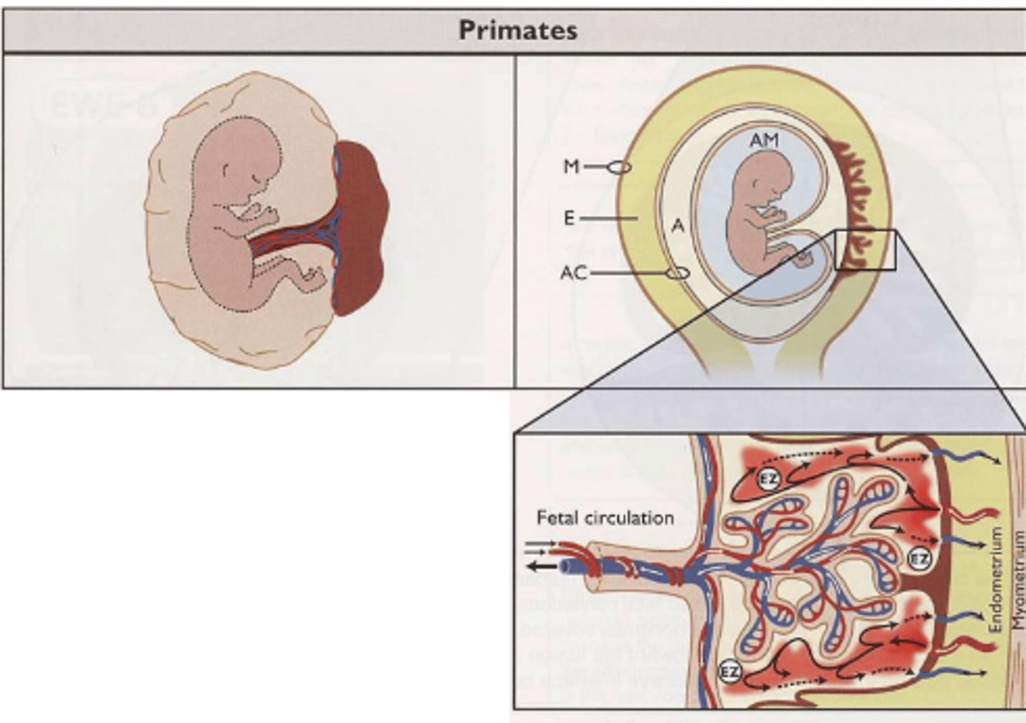 <p>round disc containing all chorionic villi in one place forming maternal fetla interface</p>