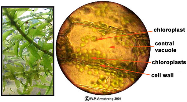 Hydrilla verticellata