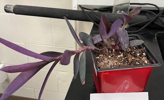 <ul><li><p>want to prune before first freeze</p></li><li><p>roots are thick herbaceous</p></li><li><p>comes back reliably every year</p></li><li><p>little tiny flowers</p><ul><li><p>sessile (no petiole)</p></li></ul></li><li><p>rubbery leaves</p></li></ul><p></p>