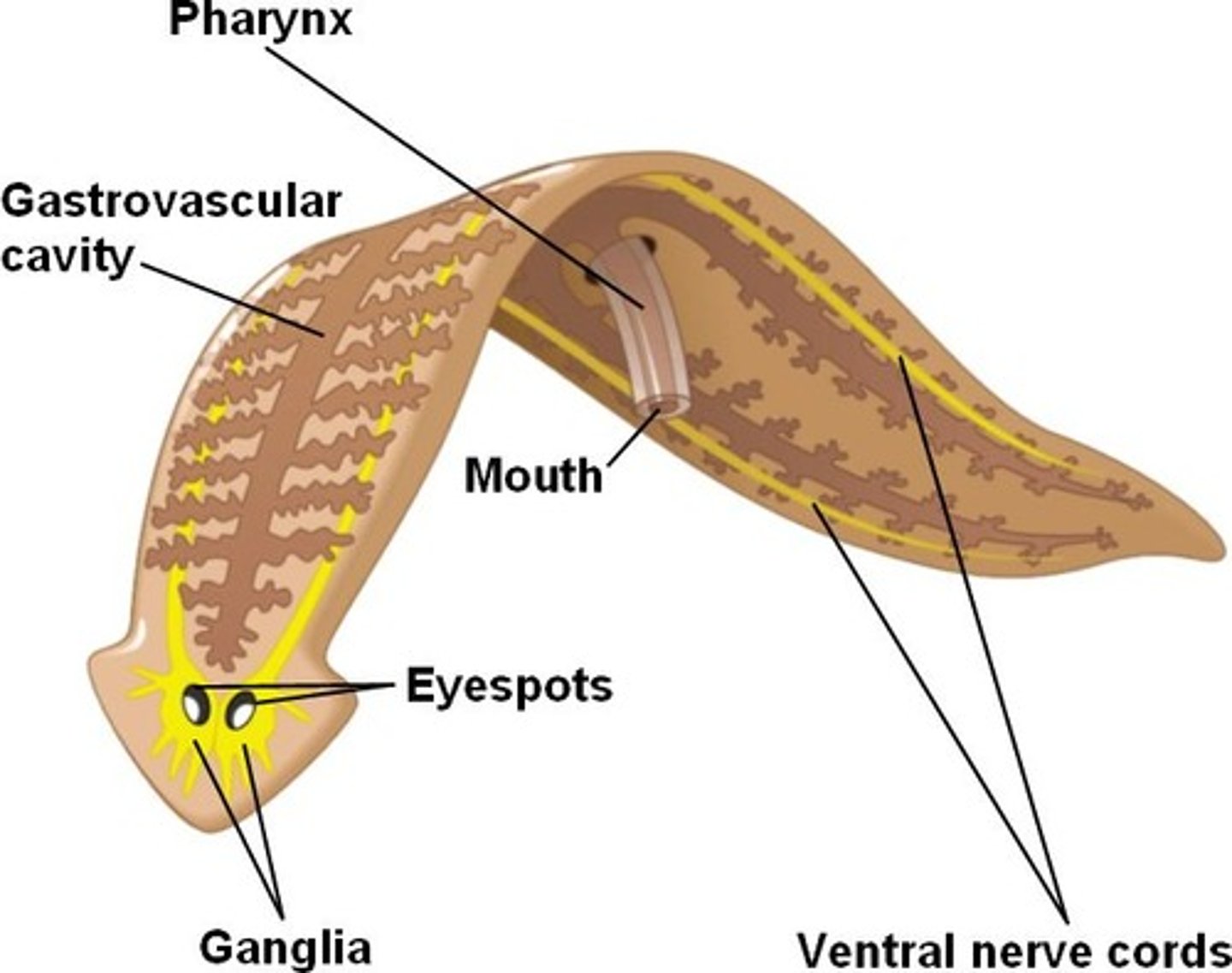 <p>cephalization<br><br>(Note: more complex <br>animals have a higher <br>degree of cephalization)</p>