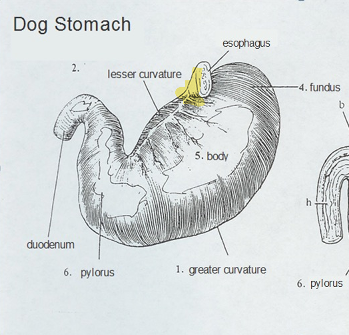 <ul><li><p>Opening into the stomach in which the esophagus is attached</p></li></ul><p></p>