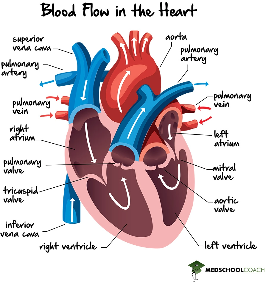 <p>Superior + Inferior Vena Cava → RA→ tricuspid→ RV→ left + right pulmonary artery→lungs→pulmonary vein→LA→bicuspid→LV→aortic valve→aorta→body</p>