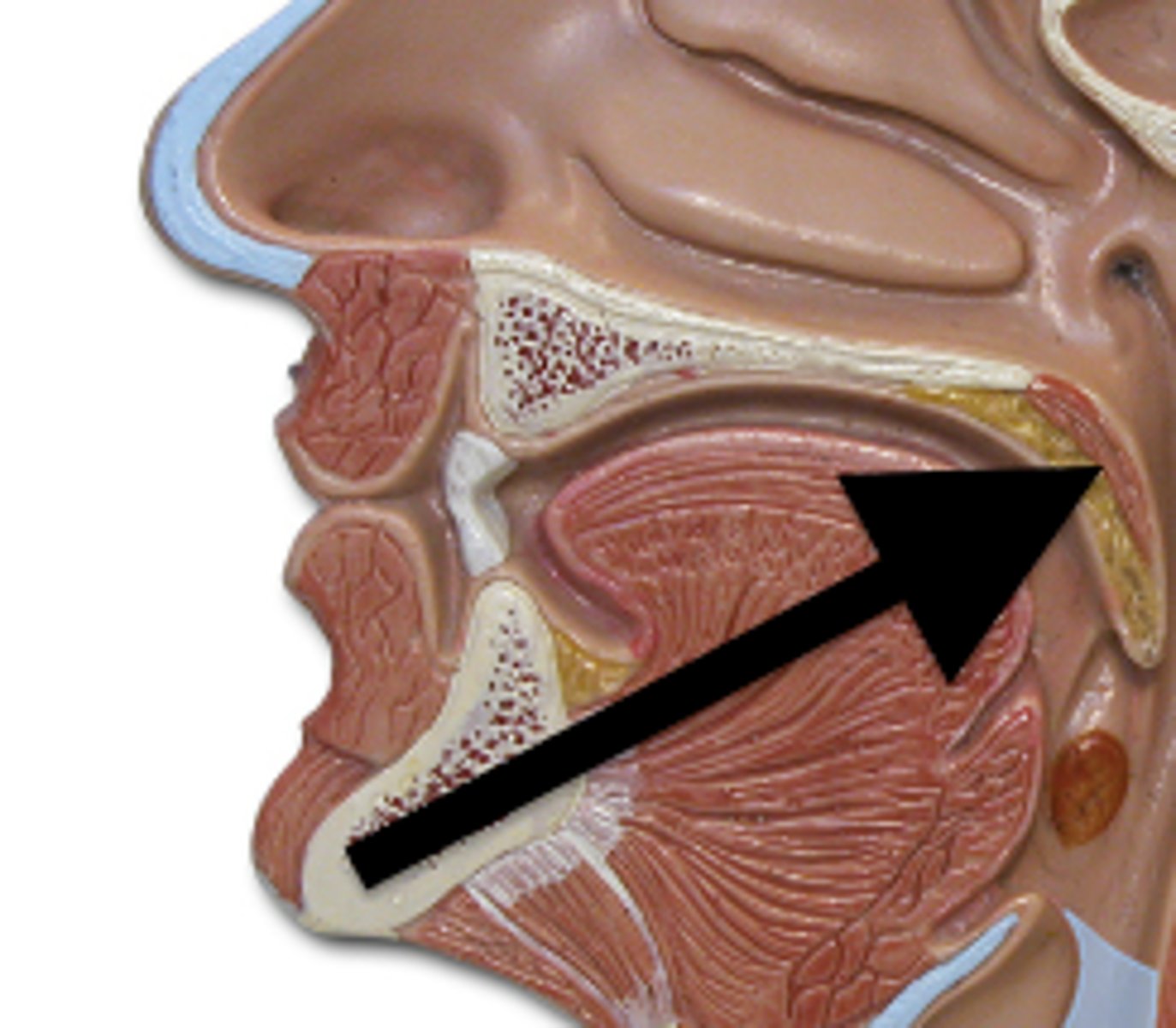 <p>muscular posterior (back) portion of the palate</p>