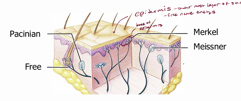 <p>detect mechanical stimuli, temperature, and chemicals</p>