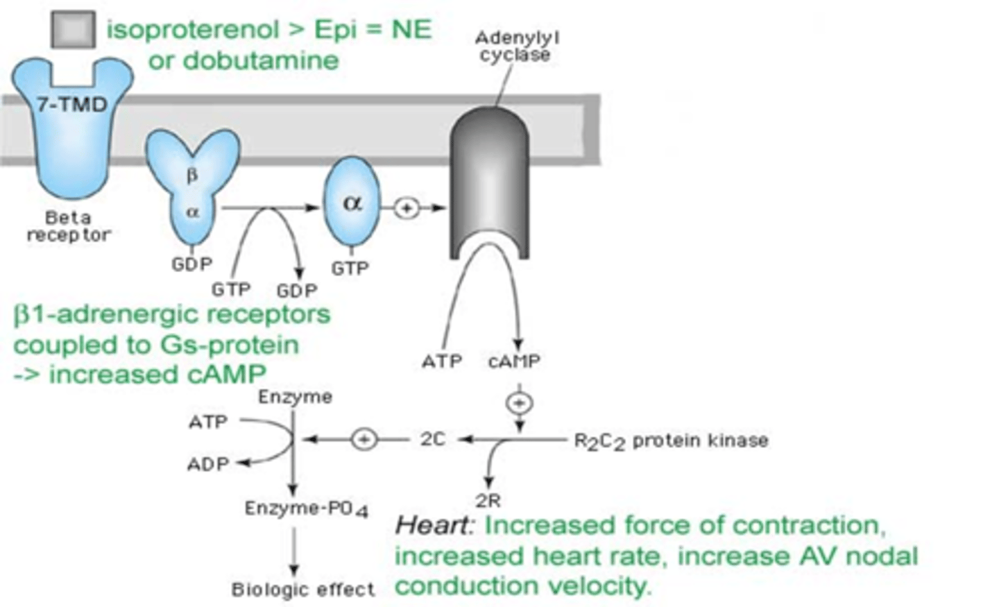 <p>(Gs aka cAMP pathway)</p><p>By activating adenylate cyclase, which converts ATP to cAMP. </p><p>cAMP increases the activation of protein kinase A (PKA). Activated PKA phosphorylates proteins and accomplished 3 tasks:</p><p>1. Activation of more L-type Ca+2 channels (more Ca+2 enters the cell)</p><p>2. Stimulation of the ryanodine-2 receptor to release more calcium (more calcium is made available to TnC)</p><p>3. Stimulation of the SERCA2 pump to increase Ca+2 uptake (faster rate of Ca+2 uptake in the SR) with subsequent enhanced Ca+2 release</p><p>a. Phospholamban (PLN) normally inhibits SERCA2 activity</p><p>b. Phosphorylated PLN relieves inhibition of SERCA2--> enhanced Ca+2 uptake</p><p>Net effect=more forceful contraction over a shorter period of time</p>