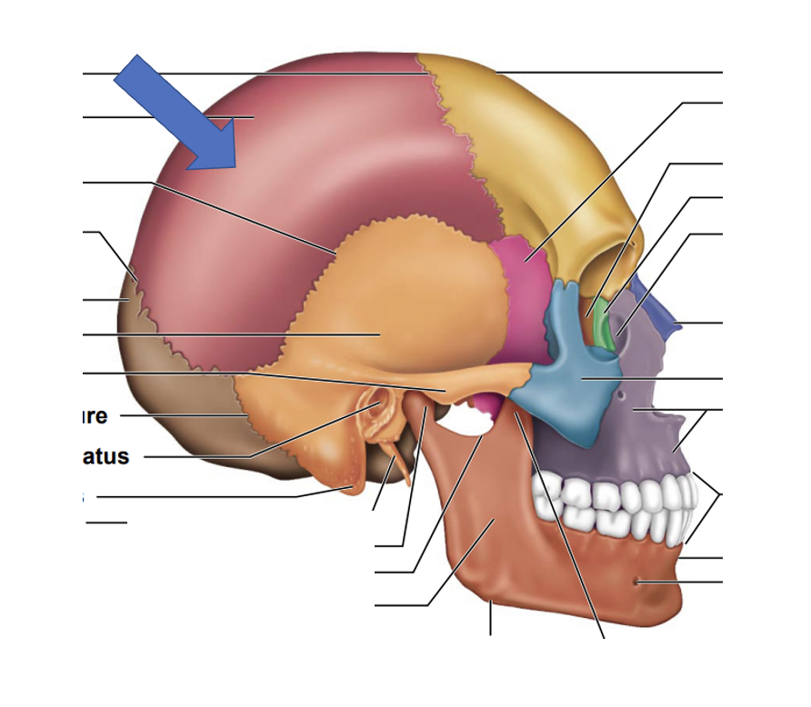 <p>Parietal bones</p>