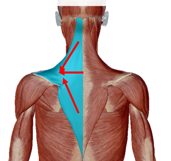 <p>Musculus Trapezius </p>