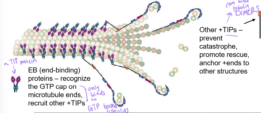 <ul><li><p>they’re a large family of + end stabilizers</p></li><li><p>attaches to beta-tubulin to link to other structures like membranes.</p></li><li><p>Also stabilizes tubulin dimers to prevent catastrophes, &amp; promotes microtubule rescues</p></li><li><p>EB (end binding) +TIP proteins recognize GTP cap/GTP bound Beta-Tubulin will recruit other +TIPs → great for rescue</p></li></ul><p></p>