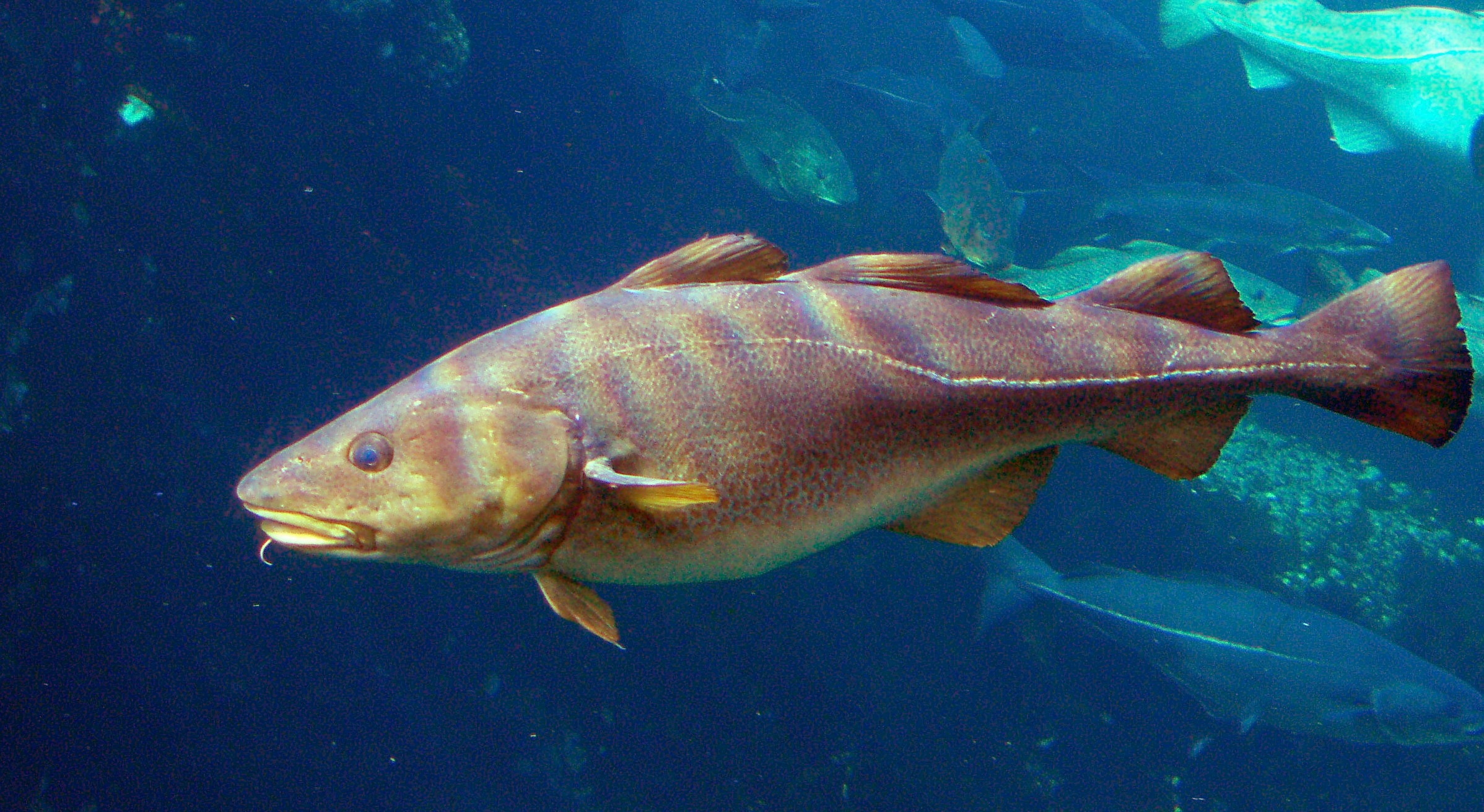 <p>cod</p>