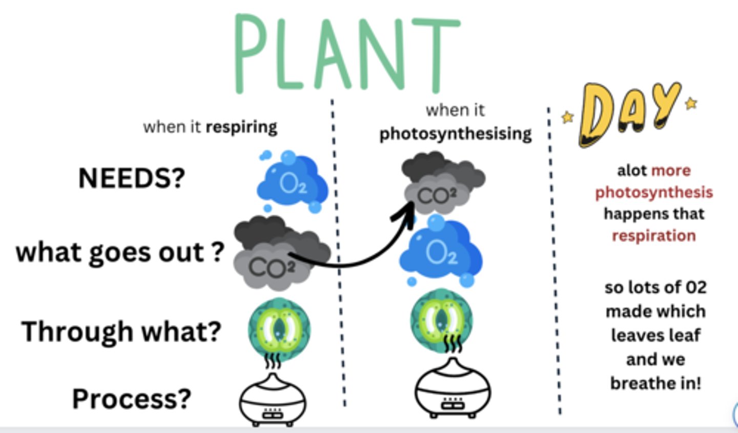 <p>-carbon dioxide used for photosynthesis diffuses into leaves through the stomata</p><p>-oxygen produced during photosynthesis diffuses out of the leaves through the stomata</p>