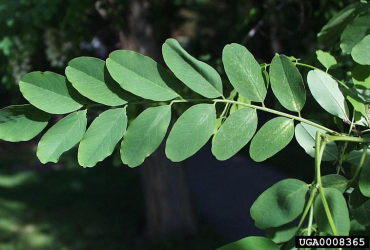 <p><u>Robinia pseudoacacia</u>, Fabaceae</p>