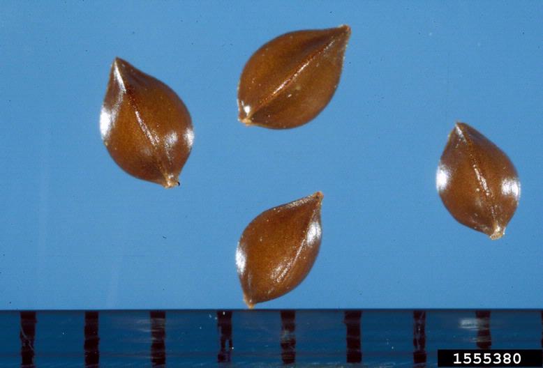 Rumex obtusifolius
