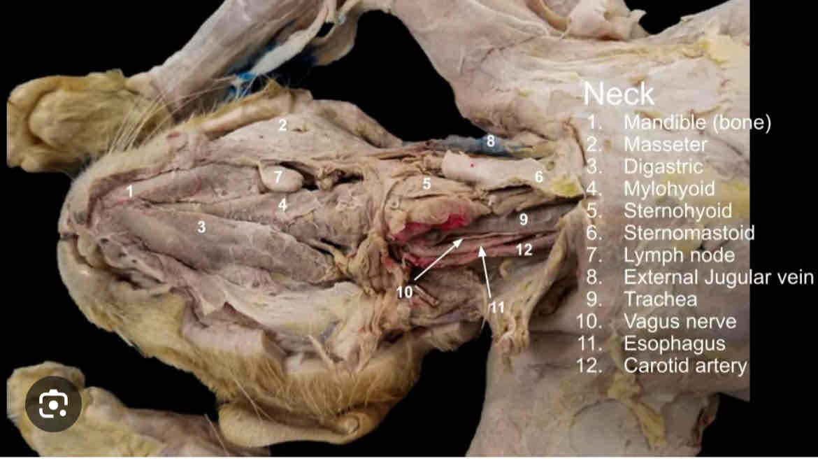<p>5) erect  muscle surrounding trachea</p>