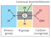 <ul><li><p>conformatie v az bepaald door restgroep</p></li><li><p>vorm bepaald functie = polypeptide vorming</p></li></ul><p></p>