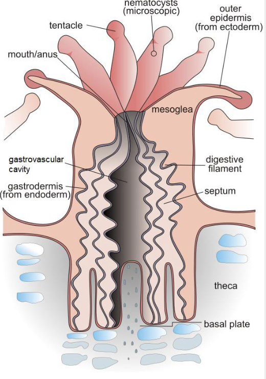 <p>they are diploblastic with radial symmetry and a simple nerve net</p><p>they also evolved a gastrovascular cavity</p><p>cnidocytes make them the first active predators and engineers</p>
