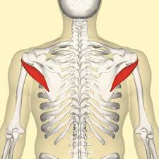 <p>origin: lateral border of scapula</p><p>insertion: greater tubercle of humerus</p>