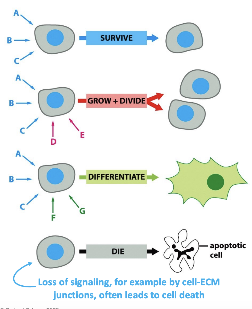 <p>information processing in the brain: multiple variables determine the outcome</p><ul><li><p>cells usually integrate the signals they receive</p></li><li><p>combinatorial control and contributes to regulation of gene</p><p>expression</p></li></ul><p></p>