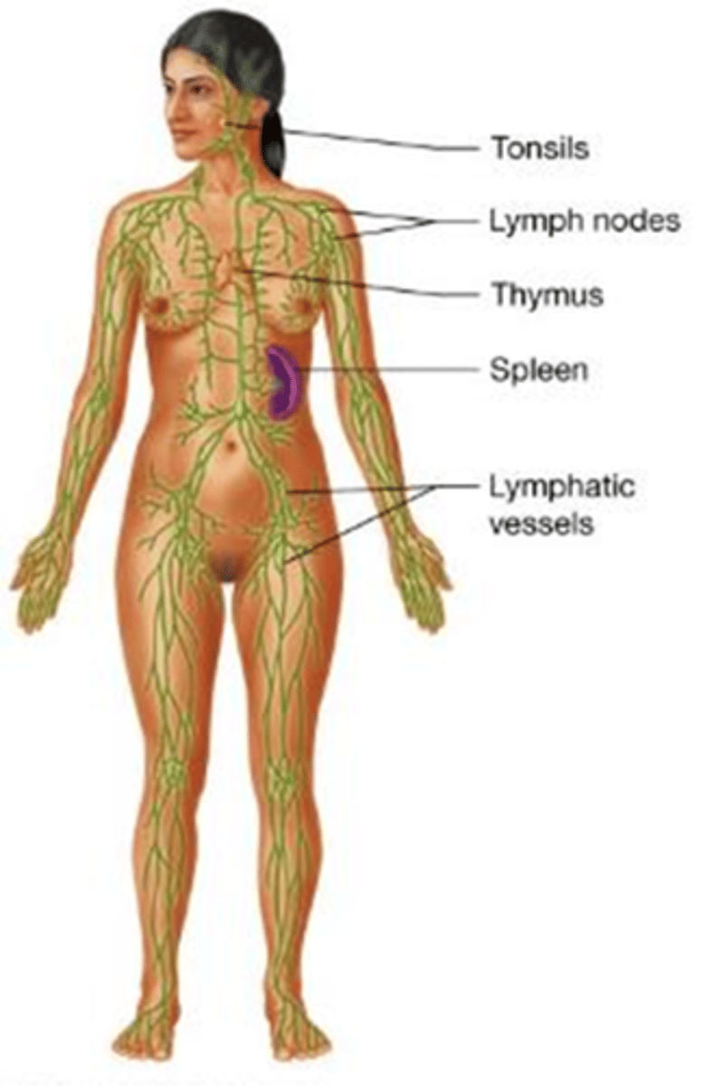 <p>Which body system returns excess tissue fluid to the cardiovascular system and provides immunity?</p><p>A) Urinary system</p><p>B) Integumentary system</p><p>C) Lymphatic system</p><p>D) Endocrine system</p>