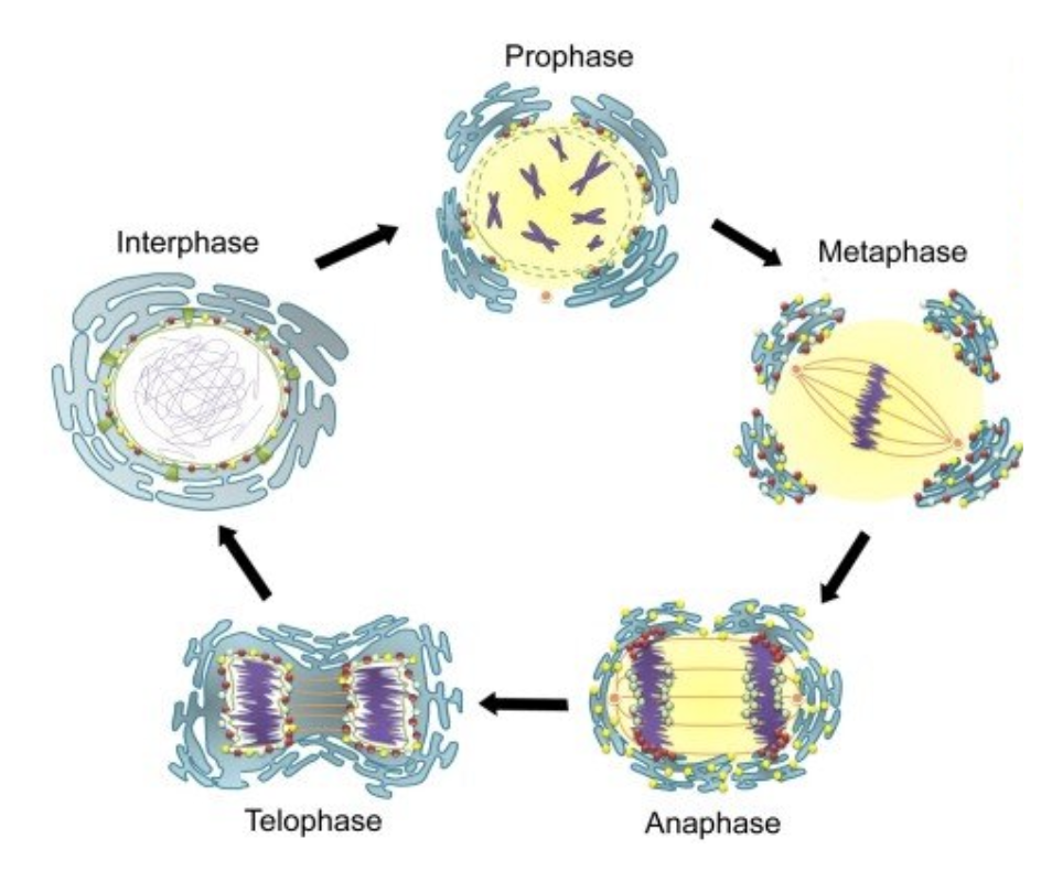 <ul><li><p>nuclear membrane continuous with RER</p></li><li><p>during mitosis nuclear pore complexes detach from sections of nuclear membrane</p></li><li><p>during prophase, nuclear membrane separates into vesicles still connected to the RER, vesicles moved to edge of the cell</p></li><li><p>separation of vesicles of membrane give space for metaphase spindle</p></li><li><p>after anaphase, vesicles attach to chromosomes at each pore of the cell</p></li><li><p>during telophase, vesicles moved around new sets of daughter chromosomes, nuclear membrane and endoplasmic reticulum reformed</p></li></ul><ul><li><p>nuclear pores reform completing the construction of the new nuclear membranes</p></li><li><p>chromosomes separate from cytoplasm into two nuclei</p></li></ul><p></p>