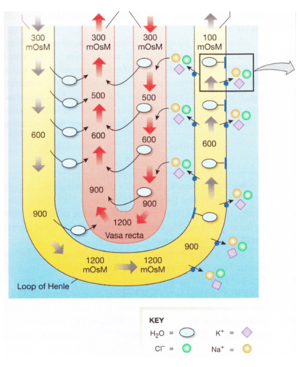<p>-The capillaries run parallel with the limbs of the LOH</p><p>-Blood flows in the opposite direction to the filtrate and the hairpin loop slows blood flow down</p><p>-This ensures that the osmolarity inside the capillary is the same with the osmolarity of the ISF at any point in the medullary region</p><p>-Prevents the capillaries from removing the osmotic gradient created by the LOH</p>