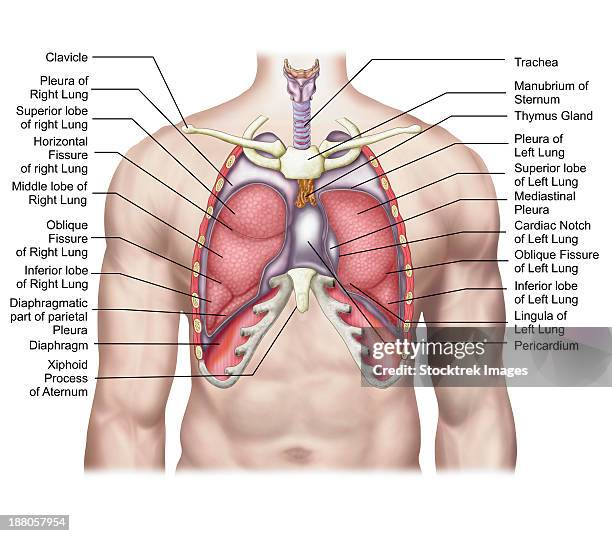 <ul><li><p>pleural cavities</p><ul><li><p>each surrounds a lung</p></li></ul></li><li><p>mediastinum</p><ul><li><p>contains pericardial cavity (heart)</p></li><li><p>surrounds thoracic organs </p></li></ul></li><li><p>pericardial cavity </p><ul><li><p>encloses heart</p></li></ul></li></ul><p></p>
