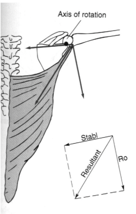 <p><span><span>a degree of parallel forces generated on the lever (bone and joint) when the muscles angle of pull is less than 90 degrees.</span></span></p>