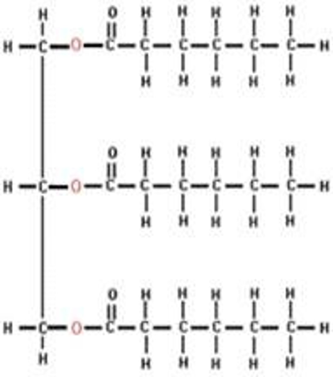 <p>Lipid</p><p>(triglyceride= glycerol +fatty acids)</p>