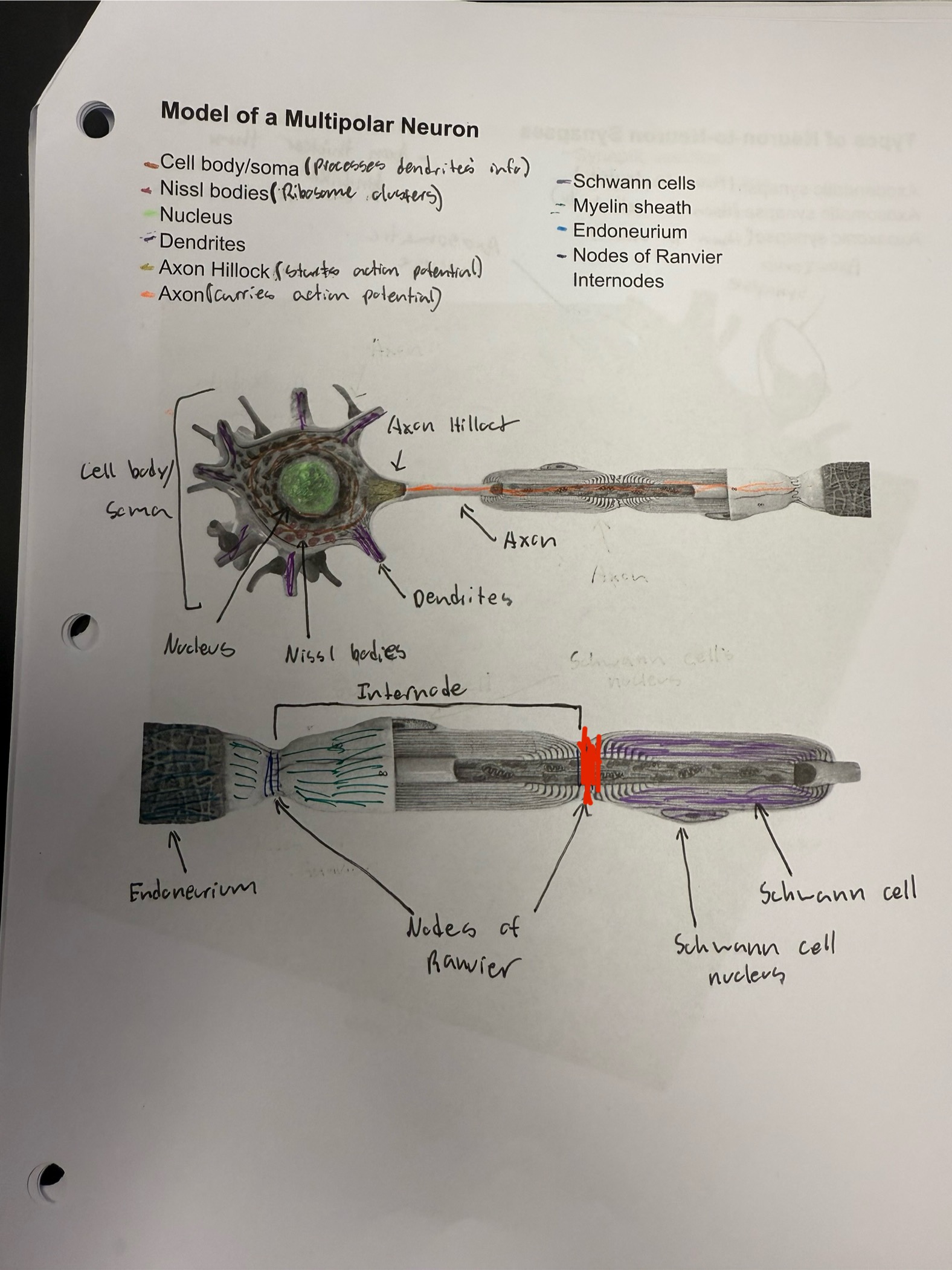 <ul><li><p>Spaces between Schwann cells</p></li><li><p>Contains high amounts of voltage-gate sodium channels</p></li></ul><p></p>
