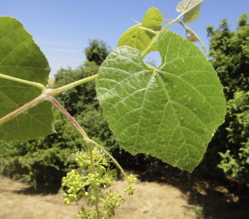 <p><em>Vitis californica</em><span>&nbsp;</span></p>