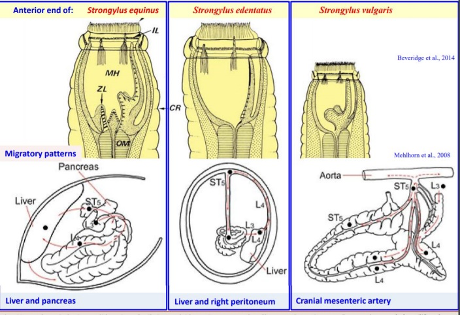 <p><span><strong><span>Strongylus Vulgaris</span></strong></span></p><p>Verminous arteritis&nbsp;</p><p><span><strong><span>Horse, donkey, mule</span></strong></span></p>