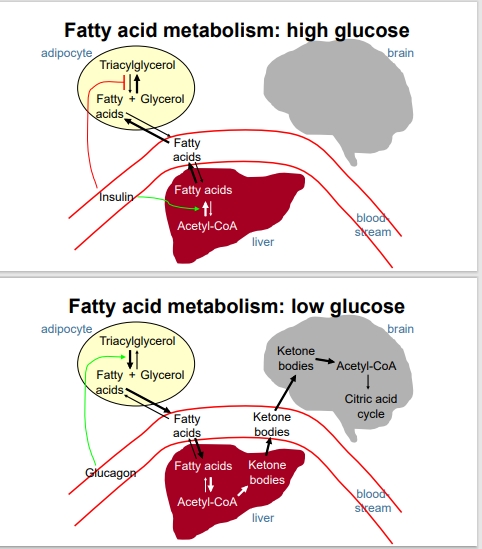 <ul><li><p>During insulin-spiked states, the body prioritizes glucose utilization, and excess energy (including fatty acids) is channeled into storage as triacylglycerols in adipose tissue rather than being mobilized for immediate energy production</p></li><li><p>Glucagon, acting in low glucose states, promotes lipid mobilization and fatty acid oxidation for energy retrieval.</p></li><li><p>This re-emphasizes the coordinated partnership between glucagon and insulin in regulating fatty acid metabolism to maintain energy homeostasis.</p></li></ul><p></p>