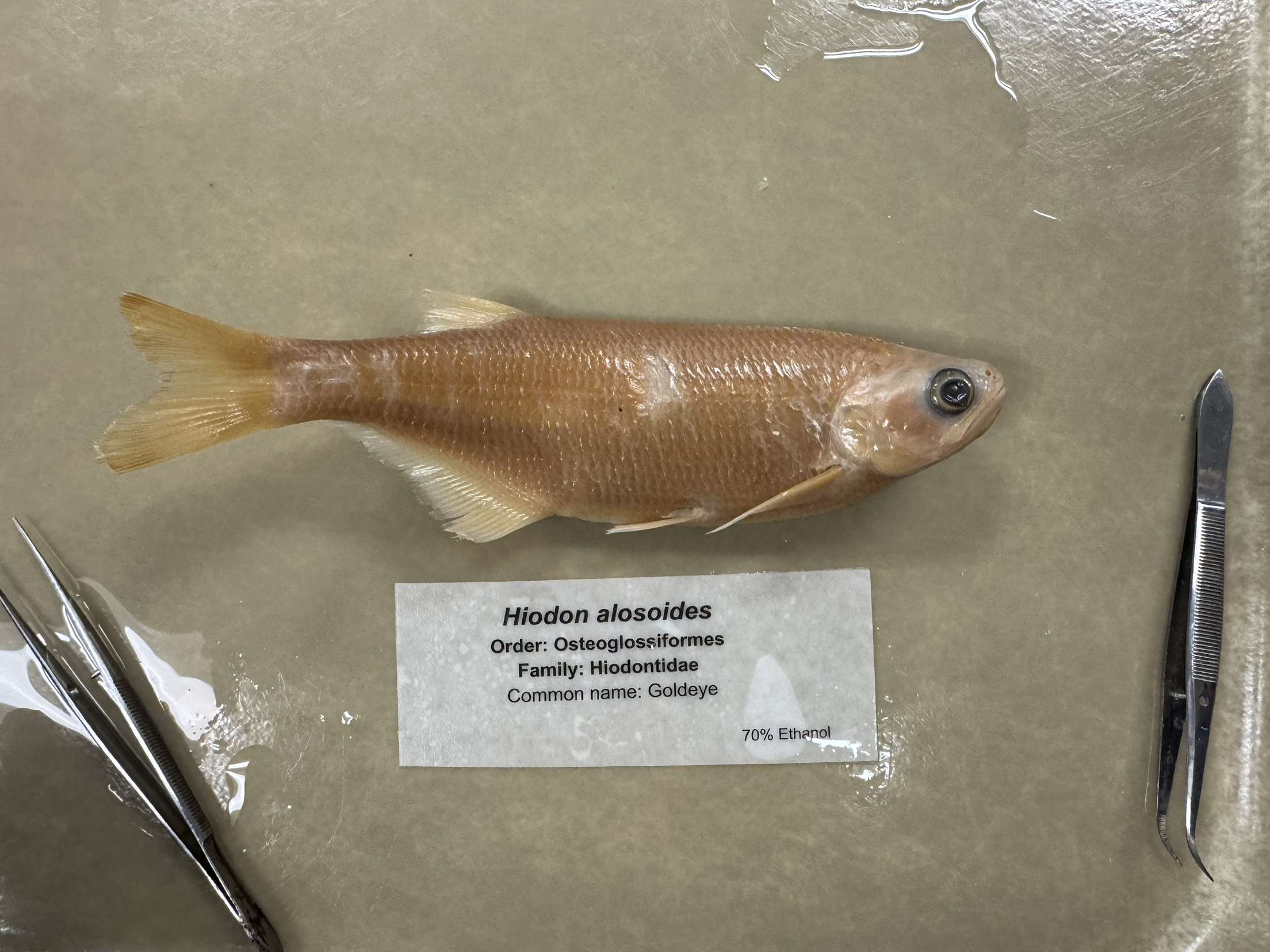 <p>Hiodon alosoides</p>