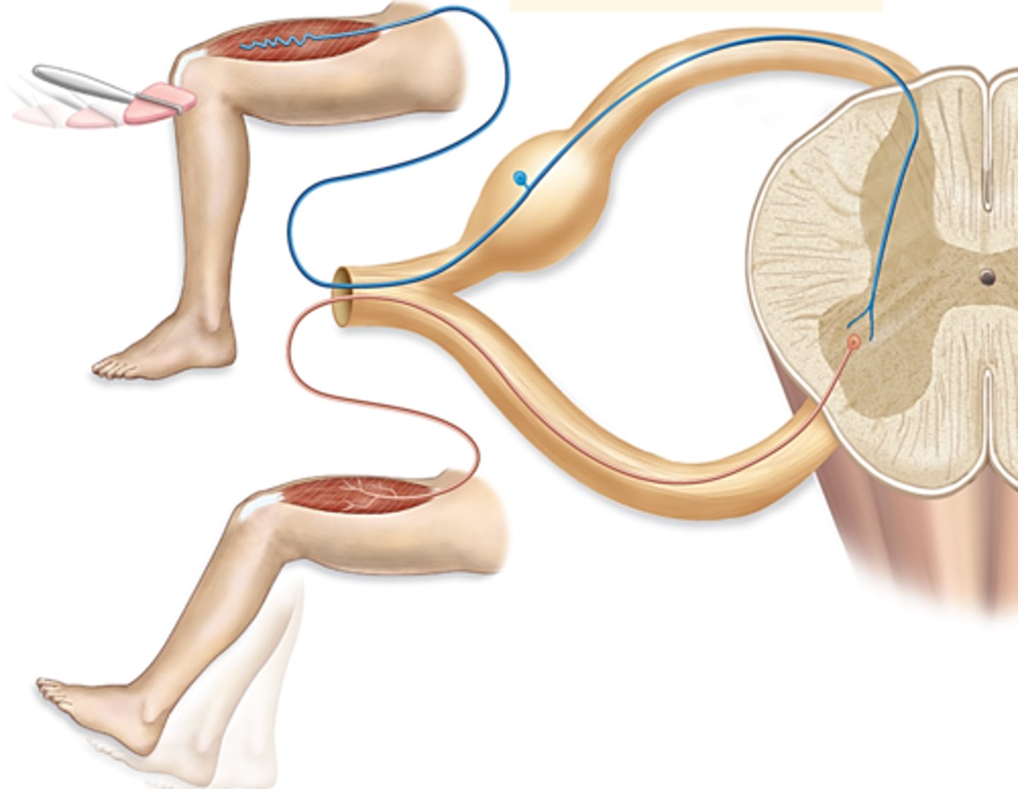 <p>the sensory (afferent, presynaptic) neuron fires directly onto the motor (efferent, postsynaptic) neuron</p><p>(Integrating center-> single synapse between a sensory and motor neuron)</p>