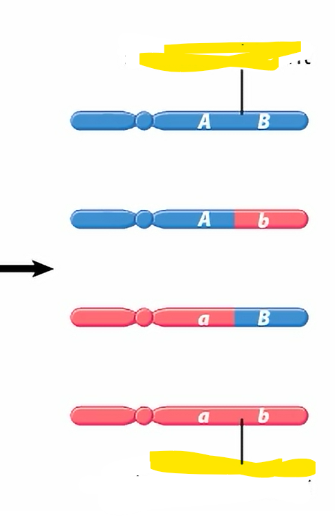 <p>Independent assortment of A and B did not occur. </p>